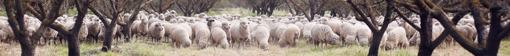 Image of sheep