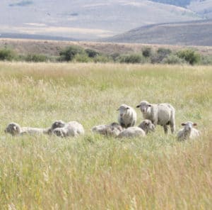 Picture of sheep at the US sheep experiment station