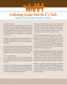 Eradicating Scrapie from the U.S. Flock factsheet