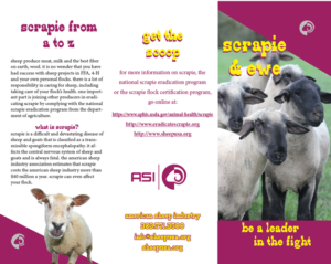 Scrapie and Ewe Youth brochure