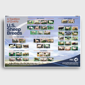 Image of the Sheep Breeds Poster shop item
