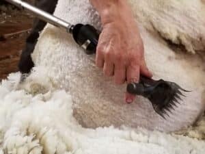 Image of sheep being sheared.