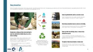 Sheep Animal Care Infographic